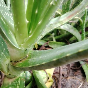 Aloevera