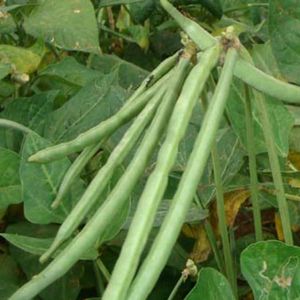 🌿Beans+Lady Finger 🌿 High Quality Seeds|combo📍