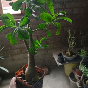 Pink colour Adenium Plant With Pot