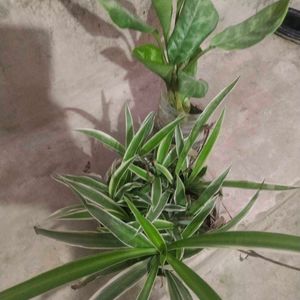 Combo Of 2 Plant Spider Or Green Agloneama