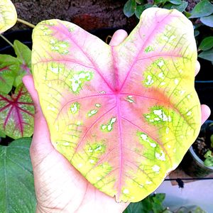 Caladium Plant