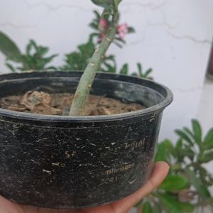 Adenium Plant