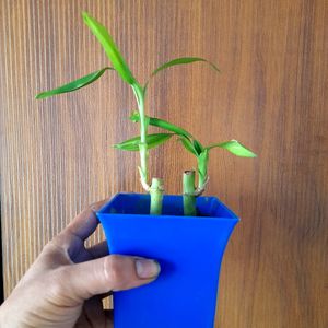 Bamboo Sapling Combo