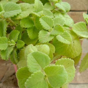 Ajwain Plant Cutting