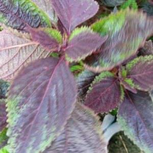 Coleus Beautiful Colours