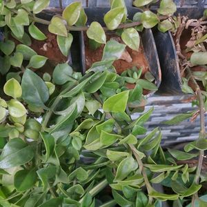 Baby Sun Rose Plant Cutting With Roots