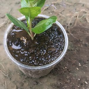 Desi Khad, Vermicompost 1kg