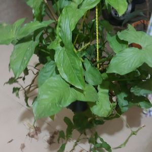Green Syngonium Mature Plant
