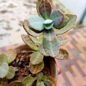 Kalanchoe Mamorato/ Penwiper