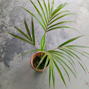 Areca Palm 150