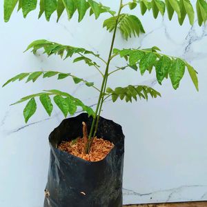 Curry Leaf/meetha Neem Big Rooted Plant