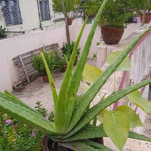 Healthy Alovera Plant With Roots