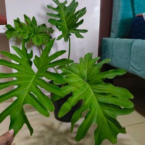 Philodendron Sellum