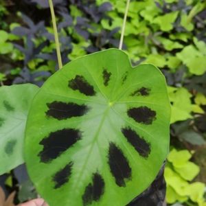 Caladium Plant For Each