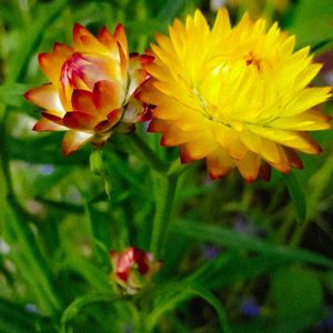 Strawflowers/Plastic Flowers