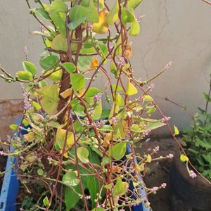 Malabar Spinach Seeds