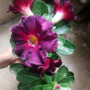 Beautiful Adenium Mock Desert Rose Flower Plant