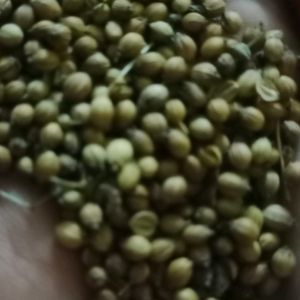 5 Seeds SemFali ,Spinach ,Bathau ,Corriender  ,Mer