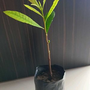 Kaju Plant (cashewnut)