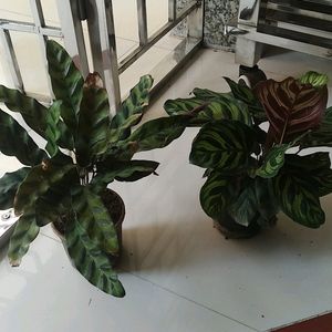 Combo Calathia Live Plant