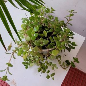 Pilea Depressa Plant🪴& Pot