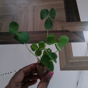 Stroberry Live Plant