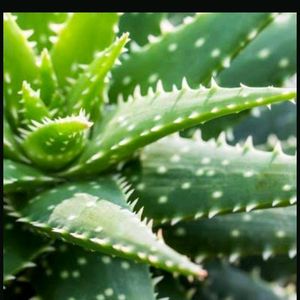 4 Aloevera Plant For 250 Coins🔥 Clearance Sale