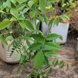 White Aprajita Plant With Roots