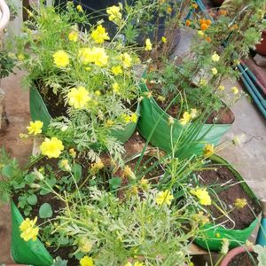 Yellow Cosmos Seeds