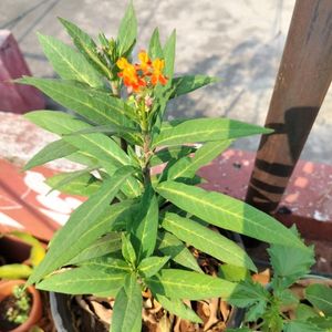 Mexican Butterfly Plant