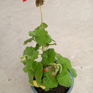 Bright Red Geranium