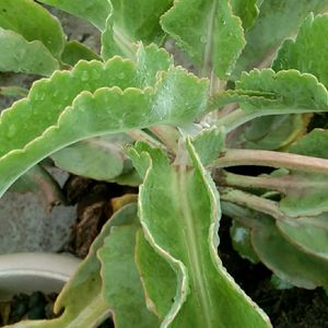 Kalanchoe gastonis bonnieri plant