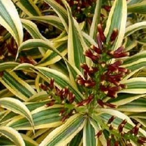 Pack 3 Dracaena Red Ruby & Pandanus veitchii & Nev