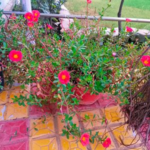 Red Portulaca Cuttings