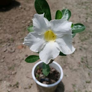 Adenium Obesium