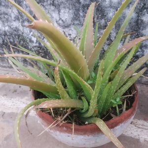 Aloevera Plant