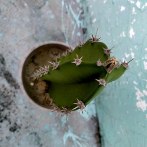 Fairy Castle Cactus