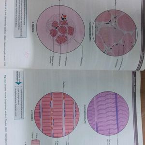 Histology Colour Atlas Of Krishna Garg-5th Edition