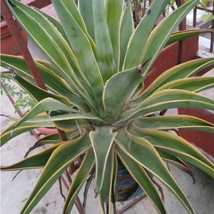 Agave Baby Plant