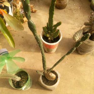 Combo Of 4 Variety Cactus Plant With Root