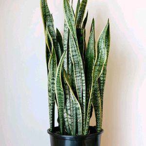 Original Snake Plant