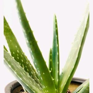 Aloevera Plants