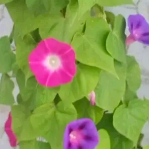 Morning Glory Mix Color High Quality Seeds