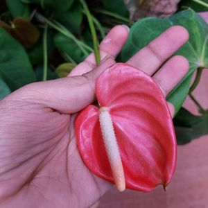 Anthurium Plant