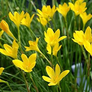 Yellow Rain Lily Seeds