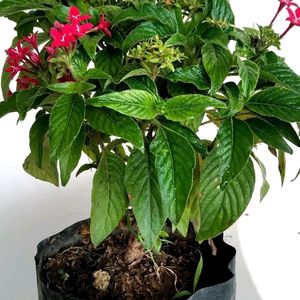 Egyptian Pentas