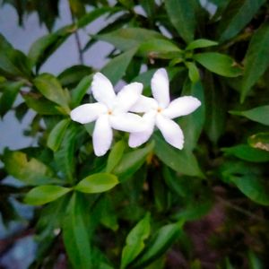 Crepe Jasmine Miniature