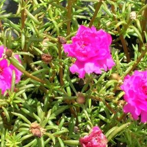 Portulaca Plant