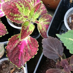 Coleus Plants And Cutting