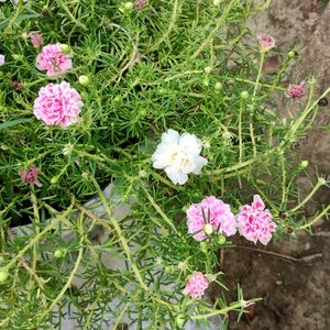 Portulaca Plant